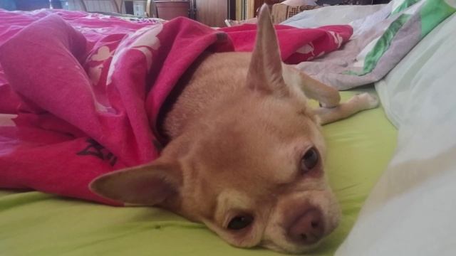 Шоб я так жил! смотреть онлайн