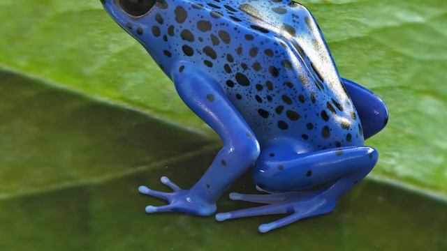 Самые редкие животные Южной Америки смотреть онлайн