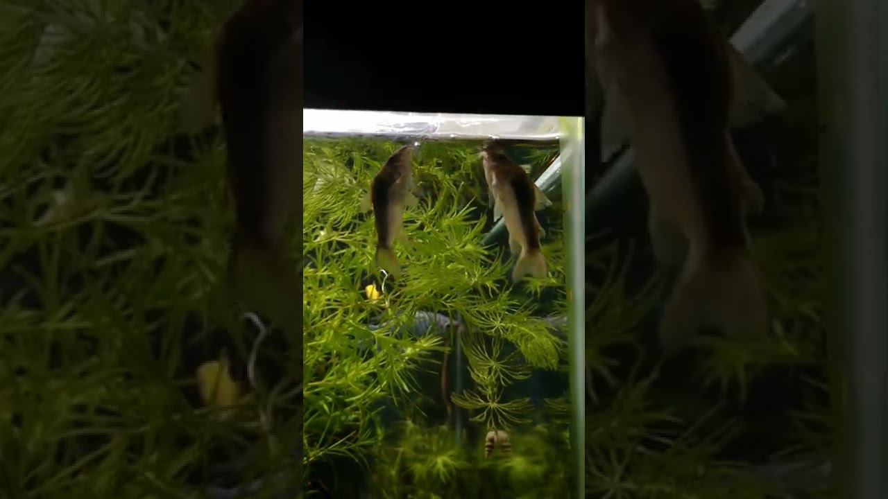 ЧТО ДЕЛАЮТ КОРИДОРАСЫ ??? смотреть онлайн