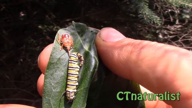 Spined Soldier Beetle Eats Monarch Caterpillar - Pollinator Pathways - Day 5 - CTnaturalist смотреть онлайн