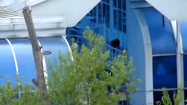 Собаки на Ярославском рынке в Москве 06.05.2010г. смотреть онлайн