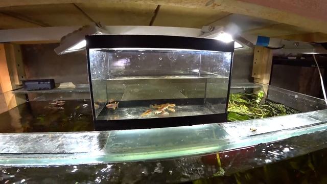 ЖИТЕЛИ ЛУЖ, РУЧЬЕВ НА РАЗВОДНЕ - В СВОЕМ БИОТОПЕ!!! АФИОСЕМИОН ГАРДНЕРА Fundulopanchax Gardneri!!!