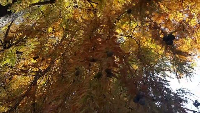 Осенние таксодии | Жизнь в Адлере смотреть онлайн