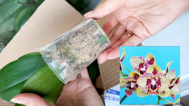 ПОСЫЛКА бабочек ? от ВИОЛЕТТЫ. Орхидеи супер!!! смотреть онлайн