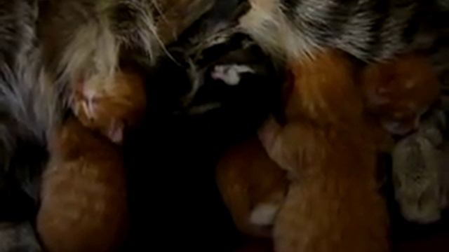 кошка Катя после родов третий день 2 смотреть онлайн