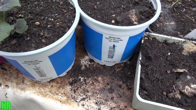 ⟹ ADIRONDACK BLUE POTATO | Solanum tuberosum | Another great buy from WALMART! смотреть онлайн