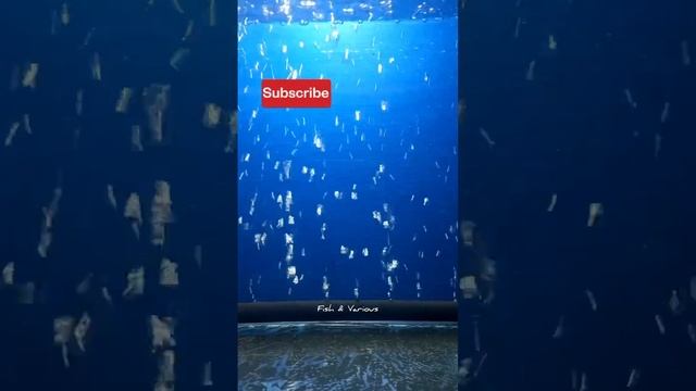 DIY aquarium bubbles wall without air pump | Aquarium air stone DIY смотреть онлайн