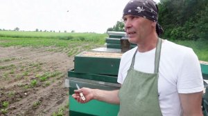 анализ кочевки на акацию. установка пчелоудалителей