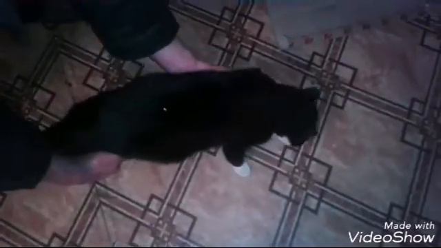 Мой кот уходит на улицу смотреть онлайн