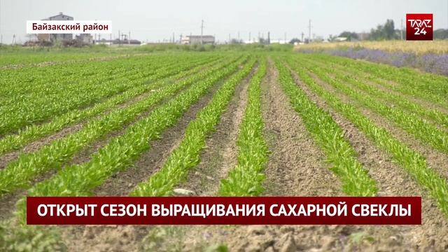 ОТКРЫТ СЕЗОН ВЫРАЩИВАНИЯ САХАРНОЙ СВЕКЛЫ смотреть онлайн