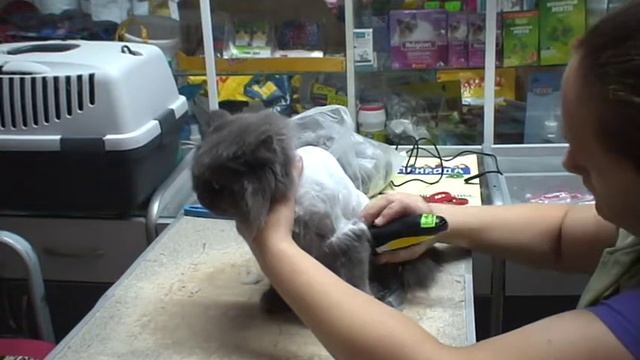 СТРИЖКА КОШКИ от начала до конца! / стрижка кошек смотреть онлайн