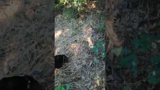 kuçeta za trüfeli смотреть онлайн