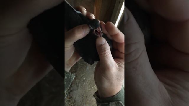 Оспа голубей.Результат лечения часть 2. смотреть онлайн