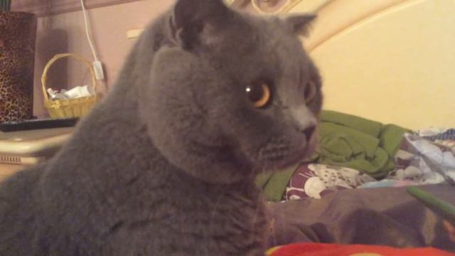 Кот массажирует смотреть онлайн