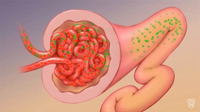 Watch How Kidneys Actually Work