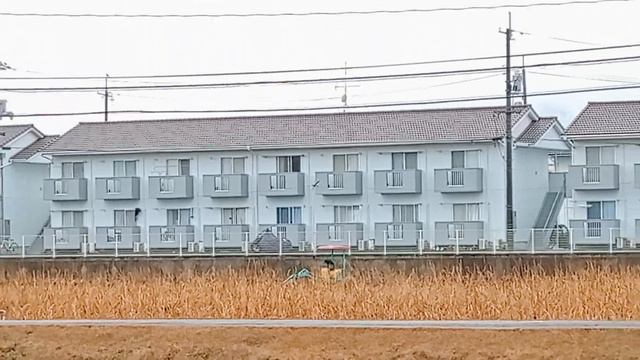 Lotus Farm #morning #japan смотреть онлайн