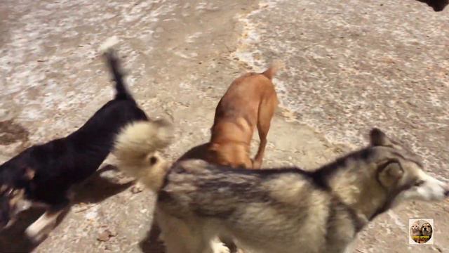 VLOG| Вечерняя прогулка. Приют Дружок Липецк| Evening walk dogs. смотреть онлайн