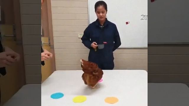 ? An interesting example of reinforcement learning, Using a chicken ?? смотреть онлайн