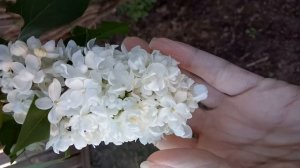 Шикарное цветение белой махровой сирени?