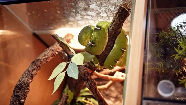 A KUTYAFEJŰ BOA BEMUTATÁSA: смотреть онлайн