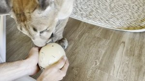 Киндер сюрприз для пумы Месси