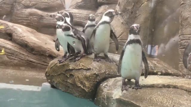 Новосибирский зоопарк. Пингвины смотреть онлайн