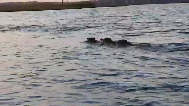 Кабаны переплывают ИЖ смотреть онлайн