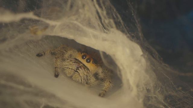 Laowa 24mm Macro Probe Lens Review: | Macro Film-making