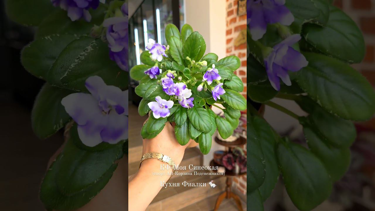 КФ-Моя Синеокая. Спорт сорта АВ-Корзина Подснежников. Трейлер. смотреть онлайн