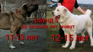??Гампр VS  ??Алабай. армянский гампр??  против  Турецкого Алабая ??!!!