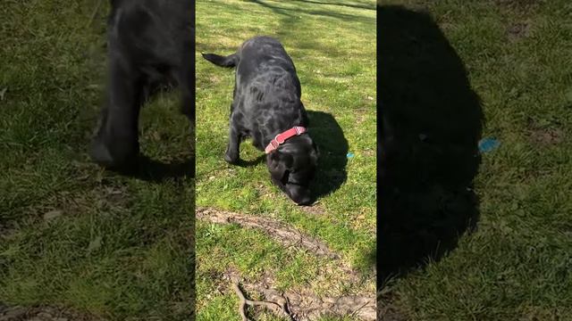 Польза от подачи ретривера