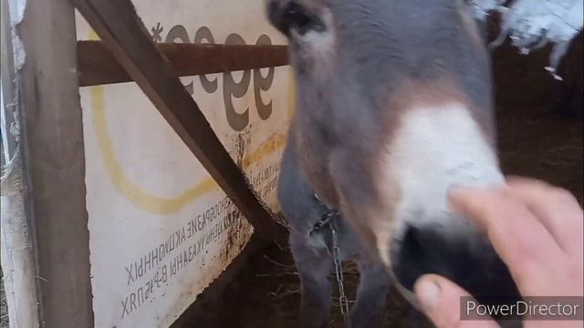 Боня проказник. Сено тает на глазах)) смотреть онлайн