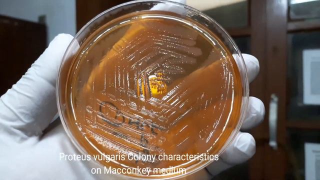 Proteus Vulgaris Colony Characteristics On Macconkey Agar