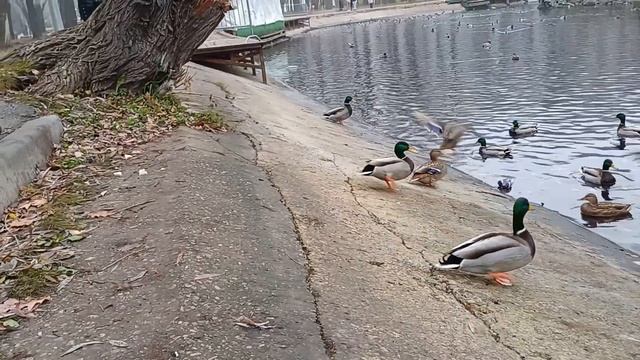 Осенний парк Гагарина смотреть онлайн