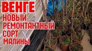 ВЕНГЕ! Новейший сорт малины ремонтантной!