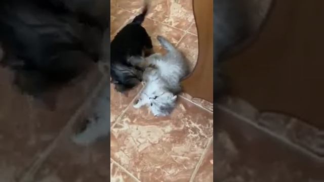 Купили йорка,реакция котенка,йорк дает ей знать кто хозяин смотреть онлайн