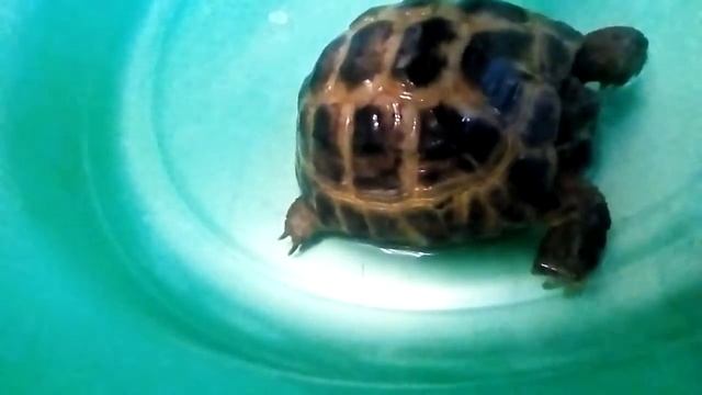 Как купать черепаху смотреть онлайн
