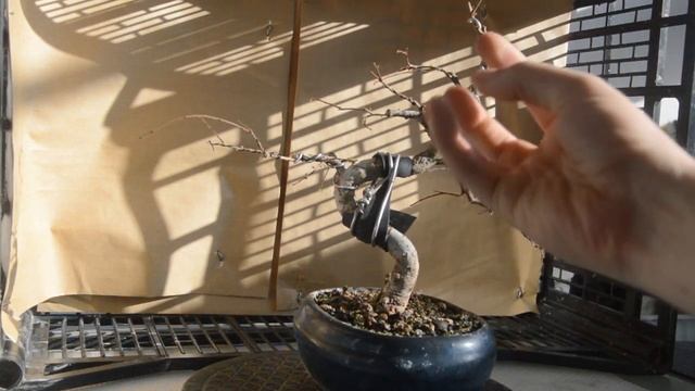 Почему так важно пересаживать БОНСАЙ вовремя и как определить, что это время настало? смотреть онлайн