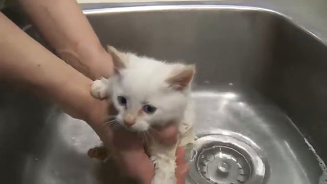 Little Cat Sooo Cute.. котята маленькие пушистые
