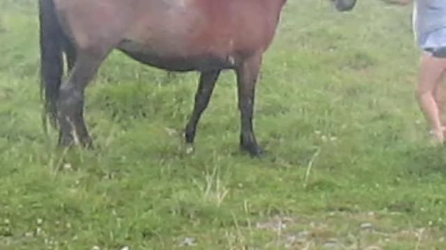 Ваван против кабылы смотреть онлайн