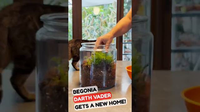 Begonia ‘Darth Vader’ gets a new home. This begonia is still relatively new in the trade. смотреть онлайн