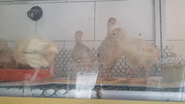 Цыплята едят желток перетертый, индюшата начали танцевать) смотреть онлайн