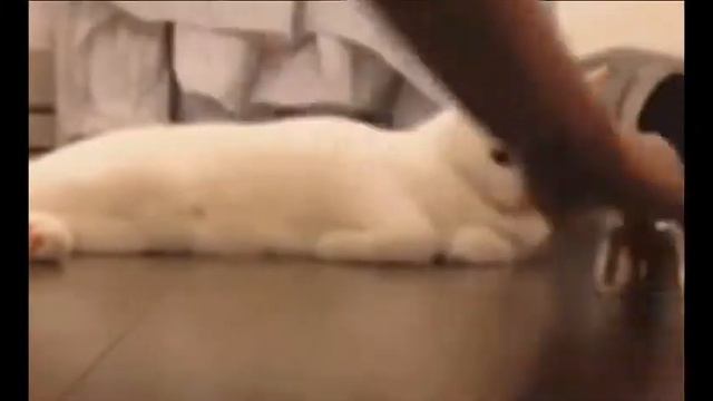 Домашние животные интересные кадры смотреть онлайн