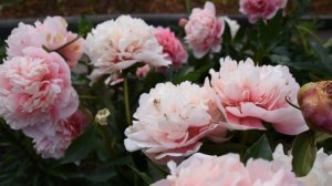 Пион Etched Salmon