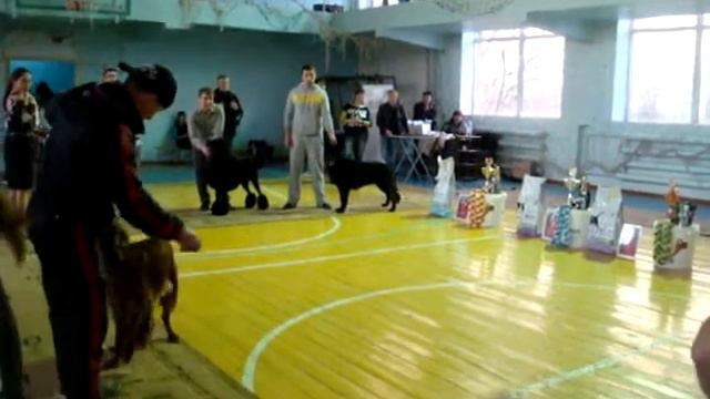 Кубок Фортуны Темиртау выставка собак  27.04.2014
