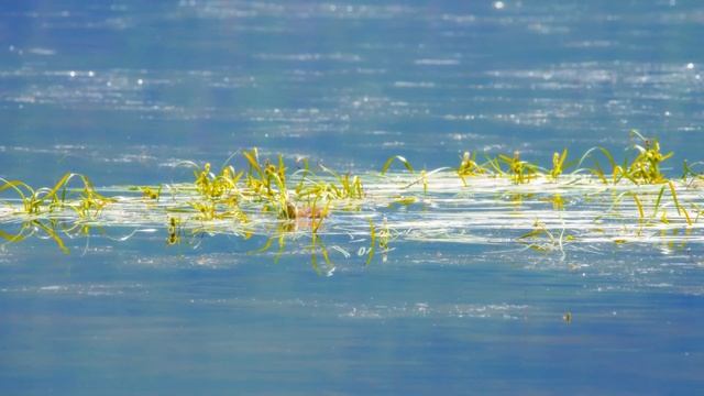 Расслабляющая музыка помогает вылечить стресс, тревогу и депрессивные состояния, исцеляя разум #64 смотреть онлайн