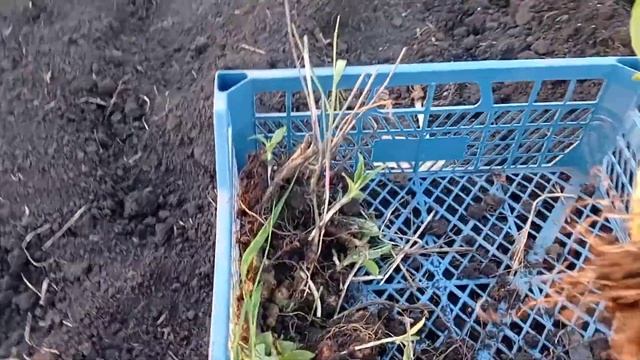 Посадка саженцев топинамбура смотреть онлайн