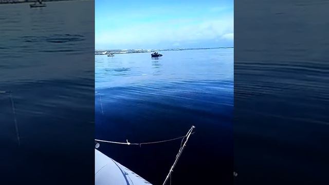 Баренцево море ,рыбалка. Кит устроил фотосессию для рыбаков смотреть онлайн