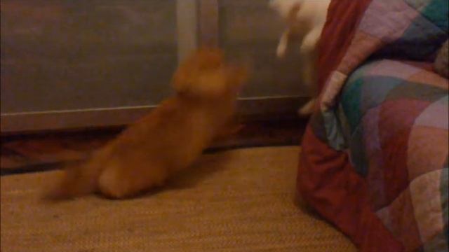 Gato volador смотреть онлайн