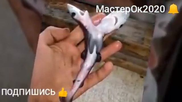 #голова#яйцеклетка ПОДПИШИСЬ🔔//Двух головые👾//Интересный феномен вокруг нас смотреть онлайн